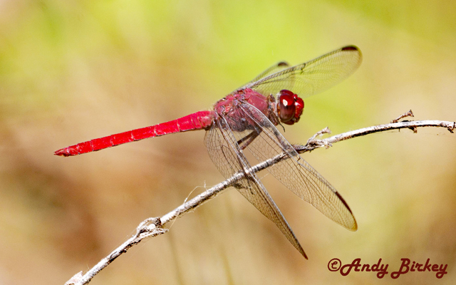 dragonfly image